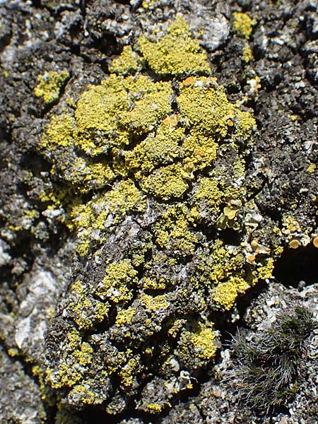 Candelariella reflexa \ Grne Krnchenflechte / Eggyolk Lichen, D Bochum 9.8.2021