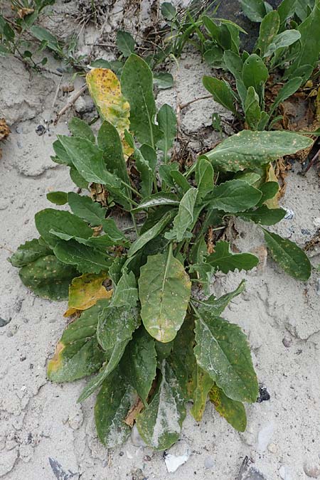 Lepidium draba \ Pfeilkresse, D Hohwacht 13.9.2021