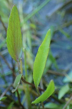 Ranunculus flammula \ Brennender Hahnenfu, D Kehl 24.9.2021