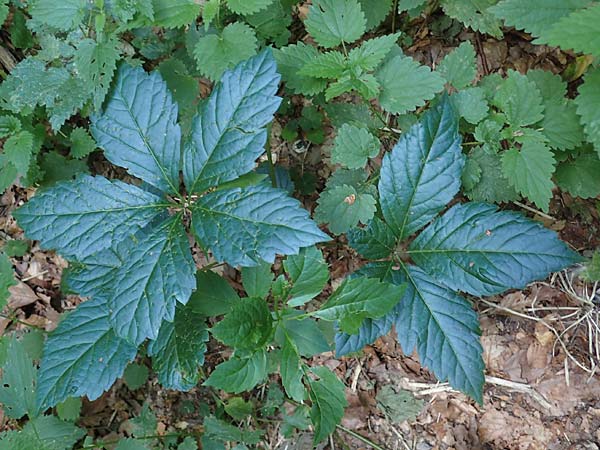 Parthenocissus inserta \ Wilder Wein / False Virginia Creeper, D Wald-Michelbach 14.8.2022