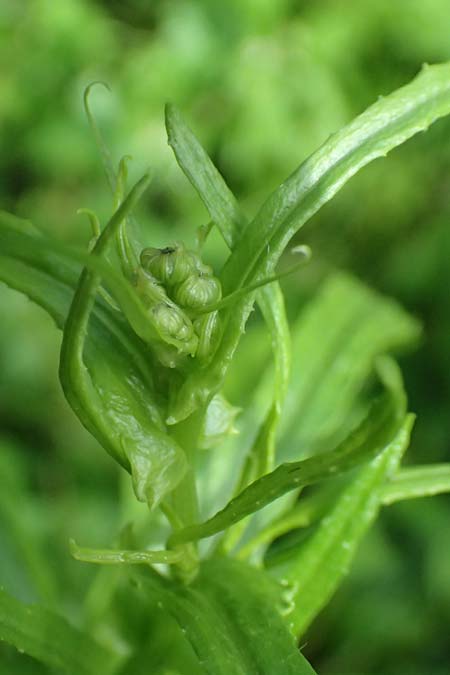 Senecio inaequidens \ Schmalblttriges Greiskraut / Narrow-Leaved Ragwort, D Rheda-Wiedenbrück 2.8.2023