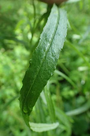 Senecio inaequidens \ Schmalblttriges Greiskraut, D Rheda-Wiedenbrück 2.8.2023