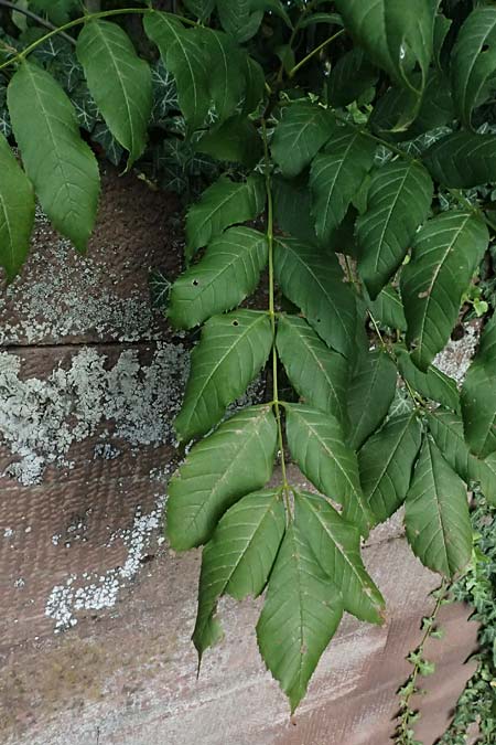 Fraxinus excelsior \ Gewhnliche Esche, D Ludwigshafen 20.9.2023