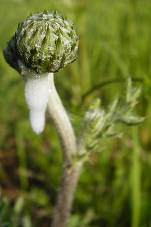 Cirsium tuberosum \ Knollige Kratzdistel, Knollen-Kratzdistel / Tuberous Thistle, D Oppenheim 11.5.2015