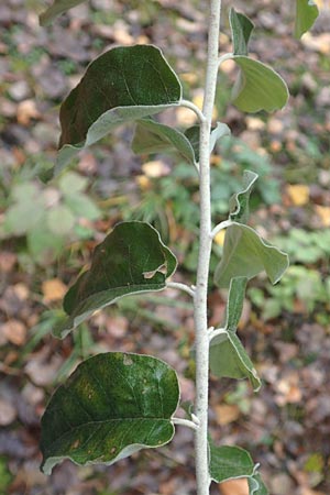 Elaeagnus latifolia \ Groblttrige lweide, D Mannheim 7.11.2015