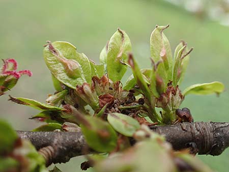 Ulmus minor / Small-Leaved Elm, D Mannheim 17.4.2016