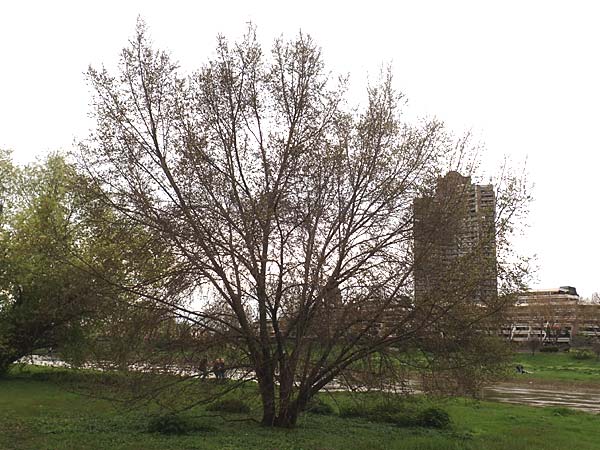 Ulmus minor / Small-Leaved Elm, D Mannheim 17.4.2016