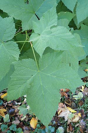 Rubus odoratus \ Zimt-Himbeere, D Berlin-Charlottenburg 30.10.2017