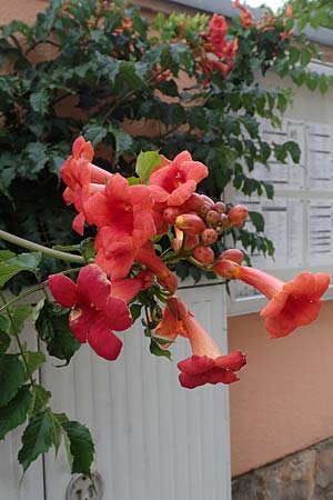 Campsis x tagliabuana, Red Trumpet Wine