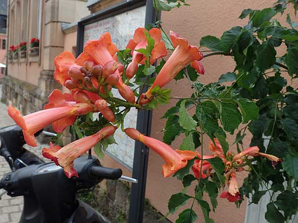 Campsis x tagliabuana / Red Trumpet Wine, D Pfalz, Speyer 17.6.2018