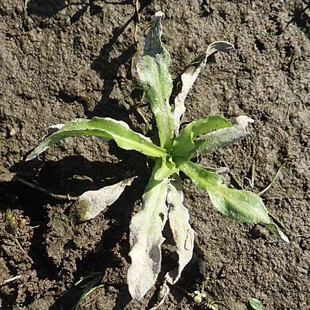 Rorippa aquatica ? / Water Cabbage, D Sachsen-Anhalt, Havelberg 18.9.2020