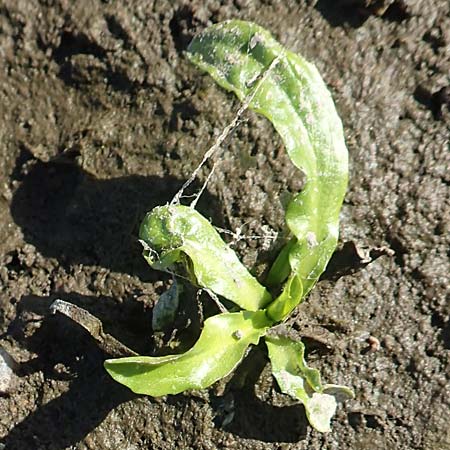 Rorippa aquatica ? \ Wasser-Meerrettich, Wasser-Sumpfkresse, D Sachsen-Anhalt, Havelberg 18.9.2020