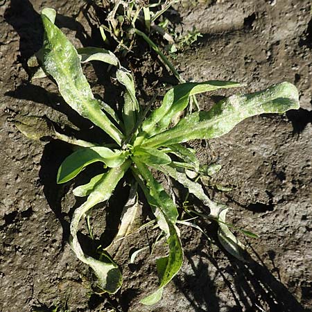 Rorippa aquatica ? / Water Cabbage, D Sachsen-Anhalt, Havelberg 18.9.2020