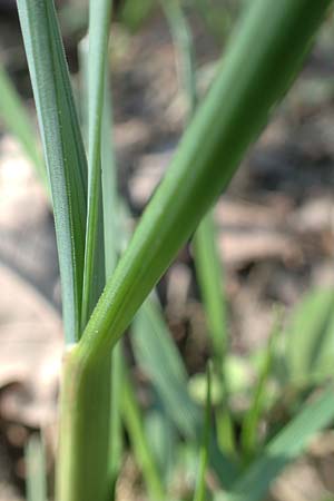 Allium oleraceum \ Ross-Lauch, D Ludwigshafen 31.3.2021