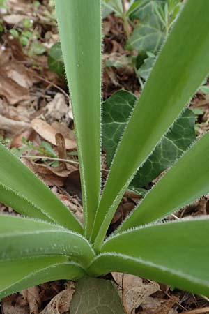 Allium cristophii \ Stern-Kugellauch, Stern von Persien, D Mannheim-Pfingstberg 12.4.2021