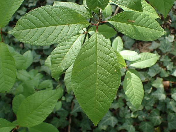 Prunus padus subsp. padus \ Traubenkirsche / Bird Cherry, D Mannheim 22.4.2021