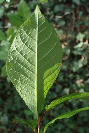 Prunus padus subsp. padus \ Traubenkirsche / Bird Cherry, D Mannheim 22.4.2021