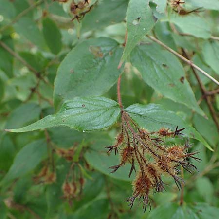 Kolkwitzia amabilis / Beauty Bush, D Sandhausen 13.8.2021