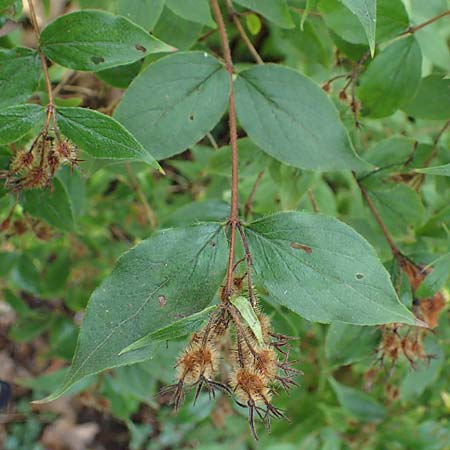 Kolkwitzia amabilis \ Perlmutt-Strauch, Liebliche Kolkwitzie / Beauty Bush, D Sandhausen 13.8.2021