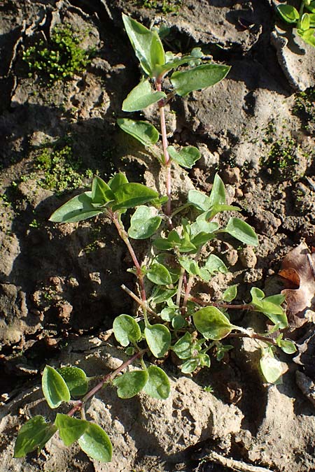 Stellaria aquatica \ Wassermiere, Wasserdarm, D Bahlingen am Kaiserstuhl 24.9.2021