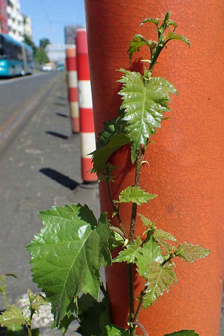 Betula pendula \ Gewhnliche Birke, Hnge-Birke / Silver Birch, D Frankfurt 30.5.2023