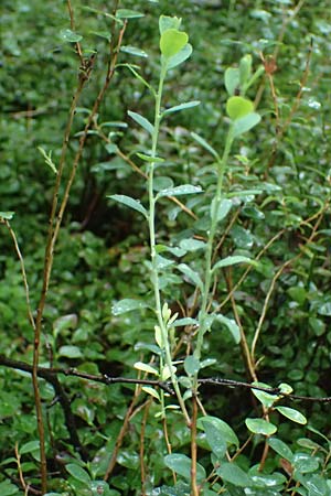 Vaccinium vitis-idaea \ Preiselbeere, D Borken 2.8.2023