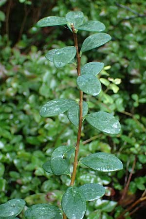 Vaccinium vitis-idaea \ Preiselbeere / Cowberry, Lingonberry, D Borken 2.8.2023