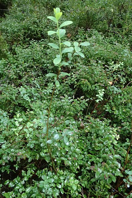 Vaccinium vitis-idaea \ Preiselbeere / Cowberry, Lingonberry, D Borken 2.8.2023