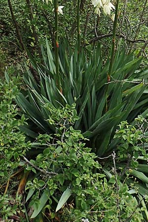 Yucca filamentosa / Narrow-Leaf Yucca, D Kaiserstuhl,  Badberg 25.6.2018