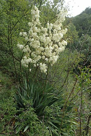 Yucca filamentosa \ Fdige Palmlilie / Narrow-Leaf Yucca, D Kaiserstuhl,  Badberg 25.6.2018