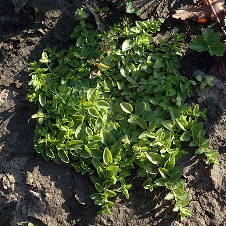 Veronica serpyllifolia \ Quendelblttriger Ehrenpreis, Thymian-Ehrenpreis, D Bahlingen am Kaiserstuhl 24.9.2021