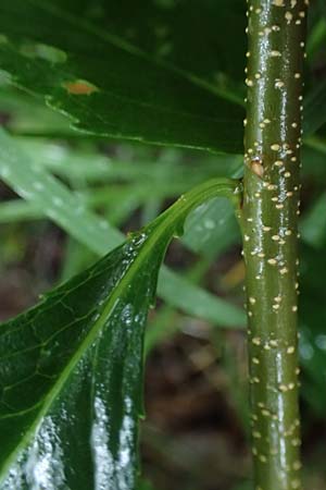 Prunus serotina \ Spte Traubenkirsche / Rum Drupes, D Borken 2.8.2023