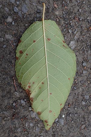 Prunus avium subsp. avium \ Vogel-Kirsche, Wild-Kirsche, D Ketsch 7.10.2015