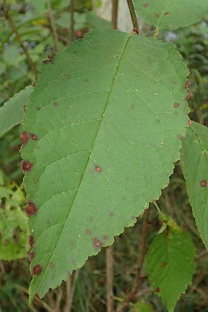 Prunus avium subsp. avium \ Vogel-Kirsche, Wild-Kirsche / Wild Cherry, D Ketsch 7.10.2015