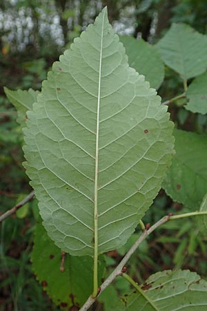 Prunus avium subsp. avium \ Vogel-Kirsche, Wild-Kirsche, D Ketsch 7.10.2015