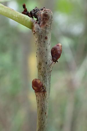 Prunus avium subsp. avium \ Vogel-Kirsche, Wild-Kirsche / Wild Cherry, D Ketsch 7.10.2015