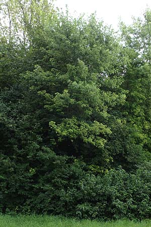 Acer saccharinum \ Silber-Ahorn / Silver Maple, D Mannheim 18.8.2015