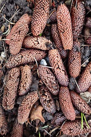 Cedrus libani \ Libanon-Zeder, D Weinheim an der Bergstraße, Botan. Gar.  Hermannshof 13.2.2019