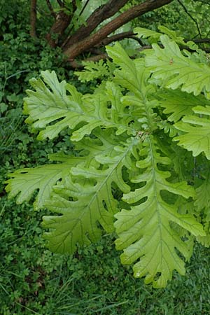 Quercus cerris \ Zerr-Eiche / Turkey Oak, D Mannheim 13.5.2021