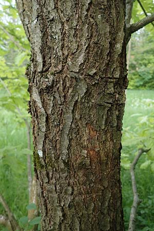 Quercus cerris \ Zerr-Eiche / Turkey Oak, D Mannheim 13.5.2021