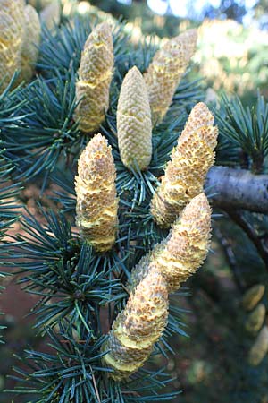 Cedrus libani \ Libanon-Zeder / Cedar of Lebanon, D Weinheim an der Bergstraße 10.10.2021