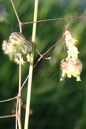 Briza media \ Gewhnliches Zittergras / Common Quaking Grass, D Pfronten 28.6.2016