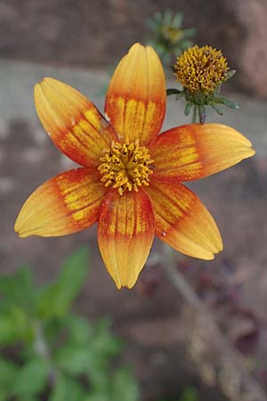 Bidens ferulifolia ? \ Fenchelblttriger Zweizahn, Goldmarie, D Mutterstadt 11.10.2020