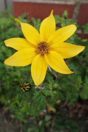 Bidens ferulifolia ? / Fern-Leaved Beggartick, D Mutterstadt 11.10.2020