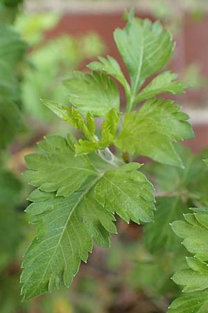 Bidens ferulifolia ? \ Fenchelblttriger Zweizahn, Goldmarie / Fern-Leaved Beggartick, D Mutterstadt 11.10.2020