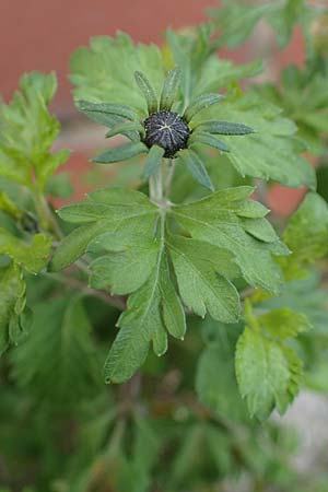 Bidens ferulifolia ? \ Fenchelblttriger Zweizahn, Goldmarie, D Mutterstadt 11.10.2020