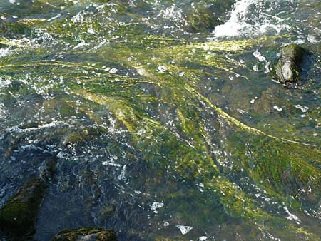 Zannichellia palustris \ Teichfaden / Horned Pondweed, D Runkel an der Lahn 22.8.2015