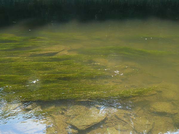 Zannichellia palustris / Horned Pondweed, D Runkel an der Lahn 22.8.2015