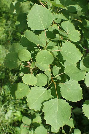 Populus tremula \ Zitter-Pappel, Espe, D Pfronten 28.6.2016