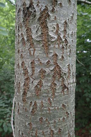 Populus tremula \ Zitter-Pappel, Espe, D Fridingen 26.6.2018